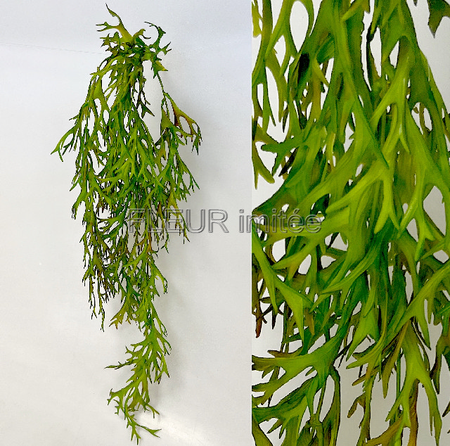 Platycerium 80cm 12/72